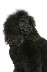 Miniature Poodle Portrait