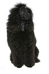 sitting Miniature Poodle