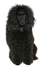 sitting Miniature Poodle