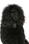 Miniature Poodle Portrait