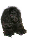 lying Miniature Poodle