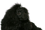 Miniature Poodle Portrait
