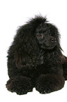 lying Miniature Poodle