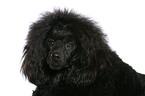 Miniature Poodle Portrait