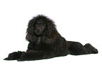 lying Miniature Poodle