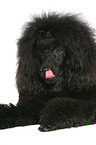 lying Miniature Poodle