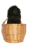 Miniature Poodle Portrait
