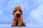 Miniature Poodle Puppy