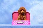 Miniature Poodle Puppy