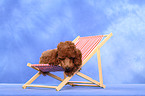 Miniature Poodle Puppy