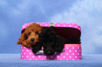 Miniature Poodle Puppies