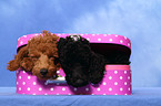 Miniature Poodle Puppies