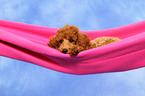 Miniature Poodle Puppy