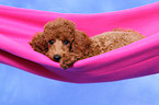 Miniature Poodle Puppy