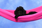 Miniature Poodle Puppy