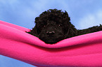 Miniature Poodle Puppy