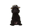 Miniature Poodle Puppy