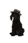 Miniature Poodle Puppy