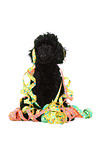Miniature Poodle Puppy
