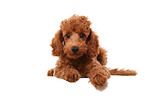 Miniature Poodle Puppy