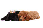Miniature Poodle Puppies