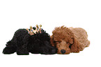 Miniature Poodle Puppies