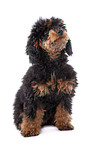 Miniature Poodle