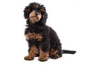 Miniature Poodle