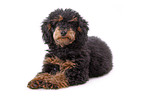 Miniature Poodle