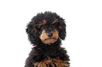 Miniature Poodle