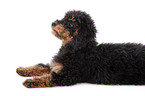 Miniature Poodle