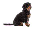 Miniature Poodle