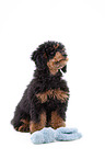 Miniature Poodle