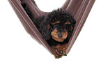 Miniature Poodle