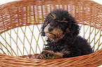 Miniature Poodle