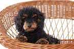 Miniature Poodle