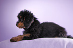 Miniature Poodle