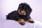 Miniature Poodle