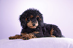 Miniature Poodle