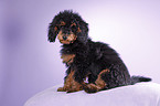 Miniature Poodle