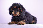 Miniature Poodle