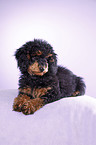 Miniature Poodle
