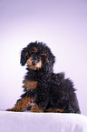 Miniature Poodle