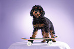 Miniature Poodle