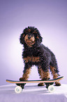 Miniature Poodle