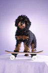 Miniature Poodle