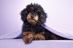 Miniature Poodle
