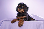 Miniature Poodle