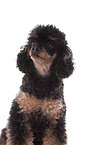 Miniature Poodle Portrait