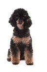 sitting Miniature Poodle